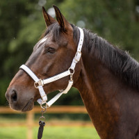 Licol HV Polo Skye Blanc Licol HV Polo Skye Blanc