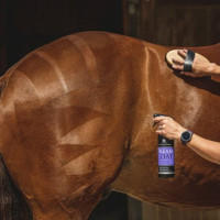 Lustrant Carr & Day & Martin Dreamcoat Lustrant Carr & Day & Martin Dreamcoat