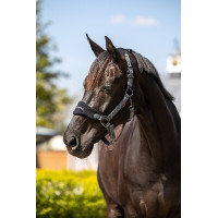 Licol et longe Lemieux Vogue Bleu marine / bleu roi