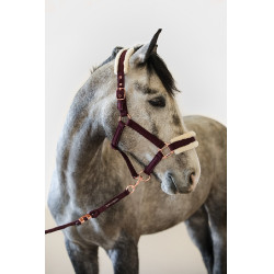 Licol et Longe Harcour Holly Violine Violet