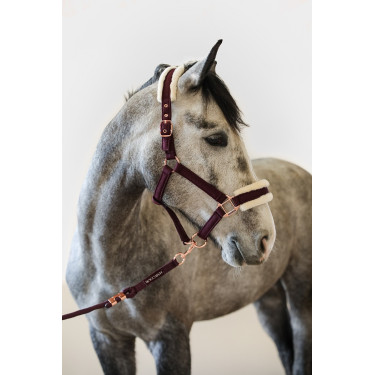 Licol et Longe Harcour Holly Violine Violet