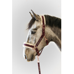 Licol et Longe Harcour Holly Violine Violet