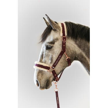 Licol et Longe Harcour Holly Violine Violet