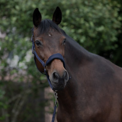 Licol matelassé Graz Horze Bleu foncé peacoat