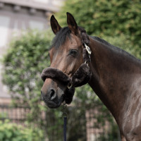 Licol Tremblant Horze mouton véritable Marron Licol Tremblant Horze mouton véritable Marron