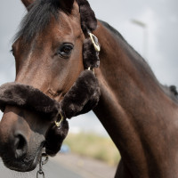 Licol Tremblant Horze mouton véritable Marron Licol Tremblant Horze mouton véritable Marron