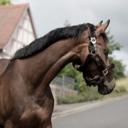 Licol Tremblant Horze mouton véritable Marron