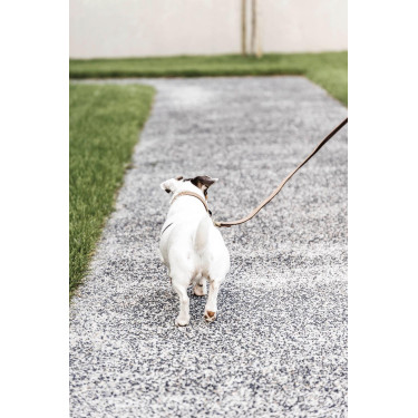 Laisse pour chien Plaited Nylon 120 cm Kentucky Laisse pour chien Plaited Nylon 120 cm Kentucky
