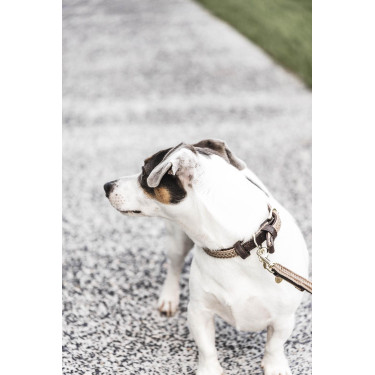 Laisse pour chien Plaited Nylon 120 cm Kentucky Laisse pour chien Plaited Nylon 120 cm Kentucky