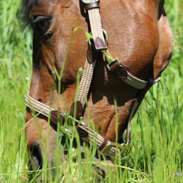 Licol Plaited Nylon Kentucky Licol Plaited Nylon Kentucky