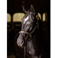 Licol LeMieux Leather Crystal Marron Licol LeMieux Leather Crystal Marron