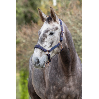 Licol cheval Royal Covalliero Licol cheval Royal Covalliero