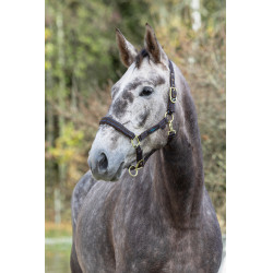 Licol cheval Royal Covalliero Marron / bleu clair