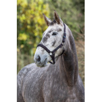 Licol cheval Royal Covalliero Bleu / caramel
