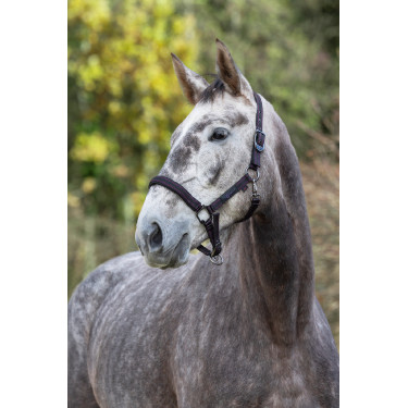 Licol cheval Royal Covalliero Noir / fuchsia