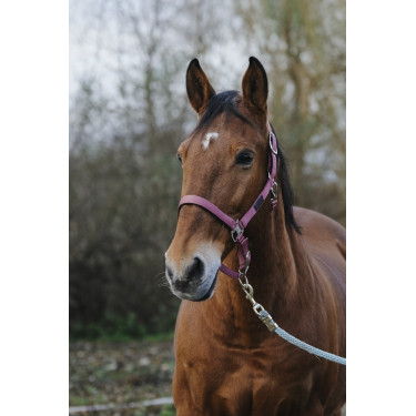 Licol Nylon Spring Equithème Licol Nylon Spring Equithème
