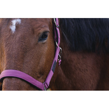 Licol Nylon Spring Equithème Licol Nylon Spring Equithème