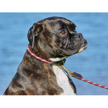 Collier pour chien Weatherbeeta cuir et corde Collier pour chien Weatherbeeta cuir et corde