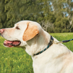Collier pour chien Weatherbeeta cuir et corde Vert chasseur / marron