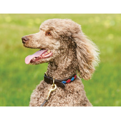 Collier pour chien Weatherbeeta cuir Polo Marron beaufort / rose / bleu