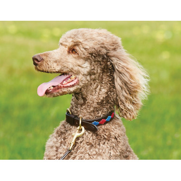 Collier pour chien Weatherbeeta cuir Polo Marron beaufort / rose / bleu