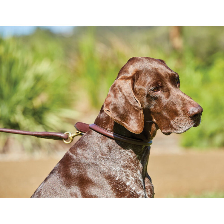 Collier pour chien Weatherbeeta cuir rond