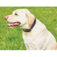 Collier pour chien Weatherbeeta cuir tressé Marron / bordeaux