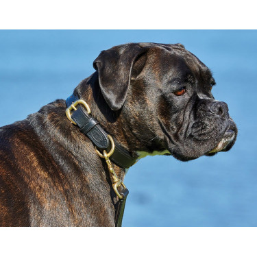 Collier pour chien cuir Weatherbeeta Collier pour chien cuir Weatherbeeta