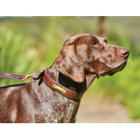 Collier pour chien cuir Weatherbeeta Marron