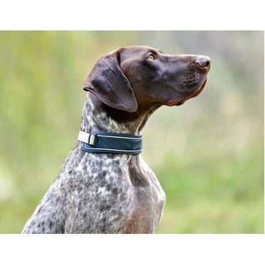 Collier pour chien Weatherbeeta Explorer Collier pour chien Weatherbeeta Explorer