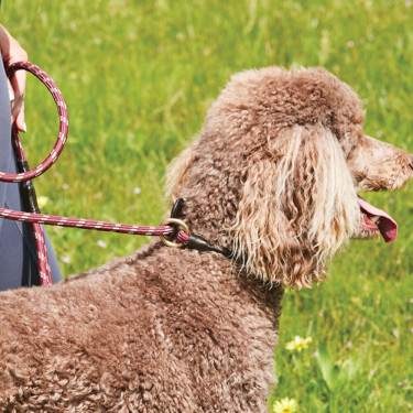 Laisse pour chien Weatherbeeta cuir et corde Laisse pour chien Weatherbeeta cuir et corde