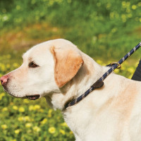 Laisse pour chien Weatherbeeta cuir et corde Bordeaux / marron