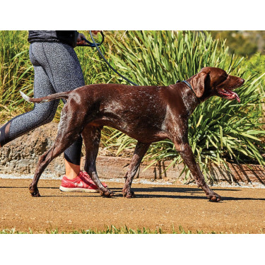 Laisse pour chien Weatherbeeta cuir rond Noir