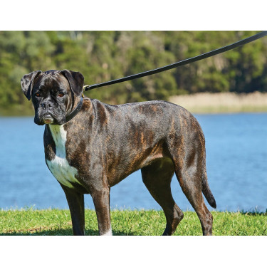 Laisse pour chien Weatherbeeta en cuir Laisse pour chien Weatherbeeta en cuir