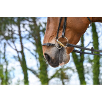 Muserolle Kineton Jump'In Acajou