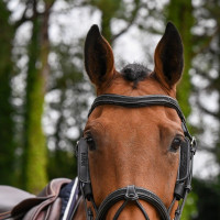 Œillères Week amovibles Jump'In Havane Marron Œillères Week amovibles Jump'In Havane Marron