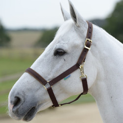 Licol Bucas Dublin Marron / marron