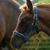 Licol Bucas Dublin Bleu marine / argent