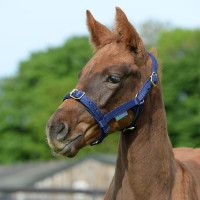 Licol Bucas Dublin Bleu marine / argent