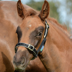 Licol Bucas Dublin Noir / argent