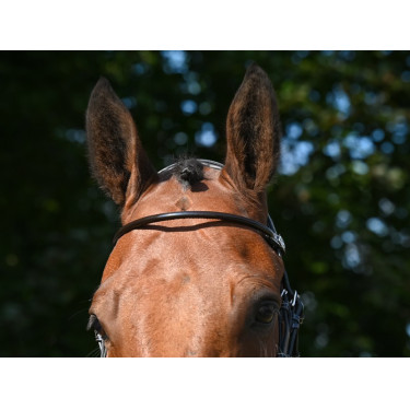 Frontal Jump'In verni rond Havane Marron