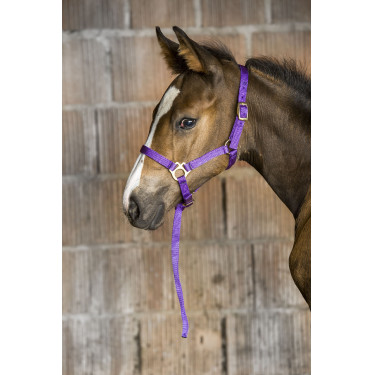Licol nylon foal Licol nylon foal