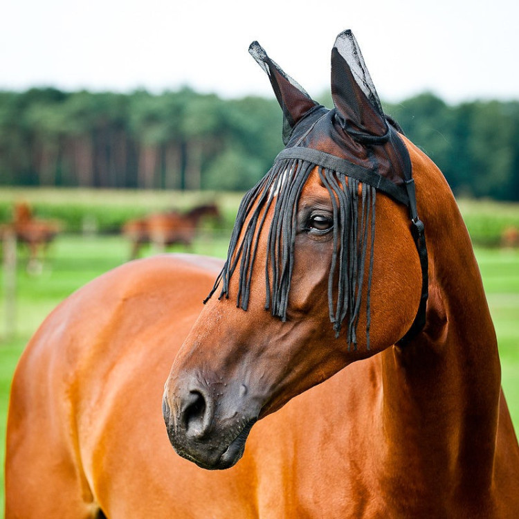 Masque anti-mouches Horze avec bonnet