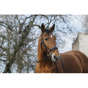 Bridon Norton Training Bridon Norton Training