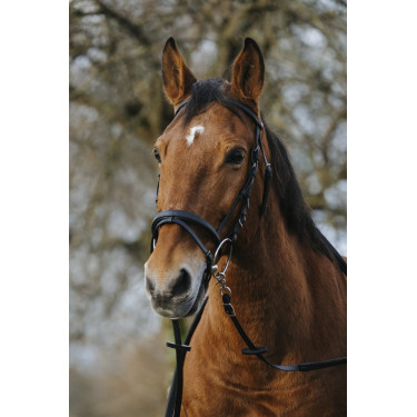 Bridon Norton Training Bridon Norton Training