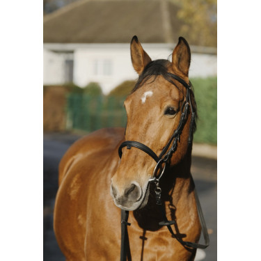 Bridon Norton Training Bridon Norton Training