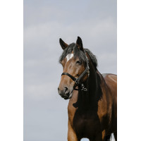 Licol Riding World Cushion Noir Licol Riding World Cushion Noir