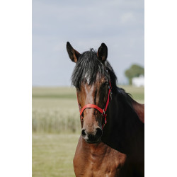Licol Riding World Cushion Rouge