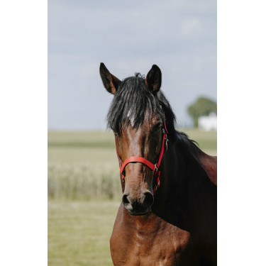 Licol Riding World Cushion Rouge