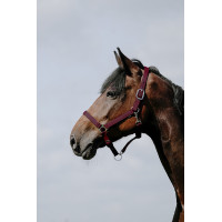 Licol Riding World Cushion Bordeaux